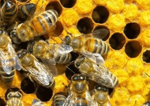 Субвенции за пчелари