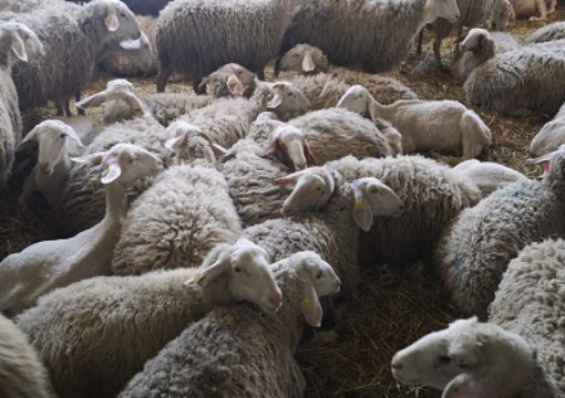 Исплатени близу 22 милиони денари за плати за овчарите
